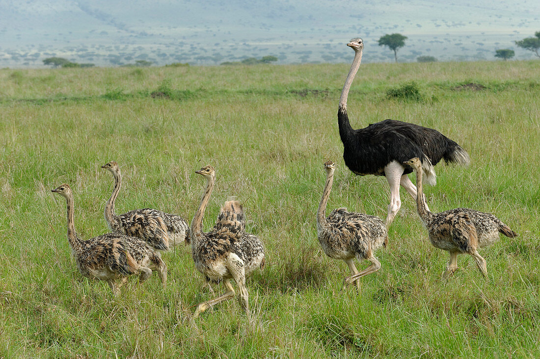 Strauß-Familie (Struthio Camelus) mit Küken, Masai Mara, Kenia