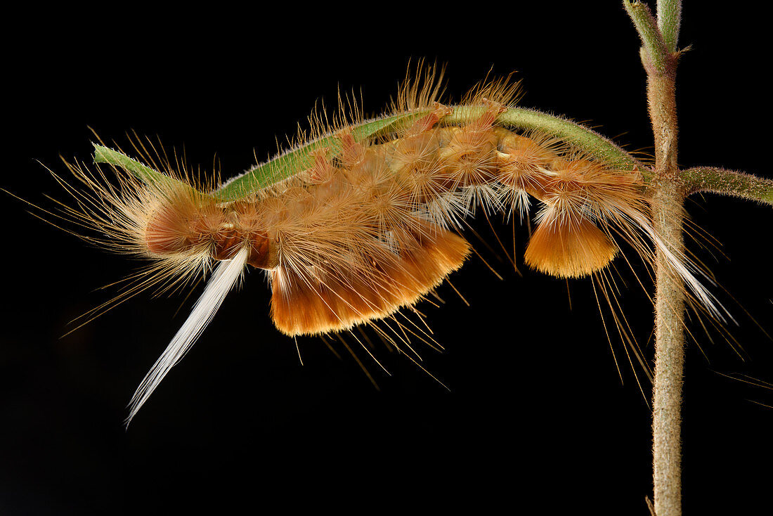 Trägspinner (Lymantriidae), Raupe, Menglun, Yunnan, China