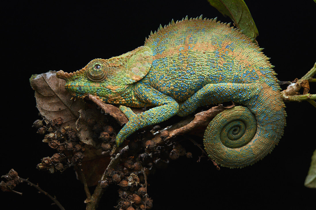 Blau-beiniges Chamäleon (Calumma crypticum), Ranomafana Nationalpark, Madagaskar