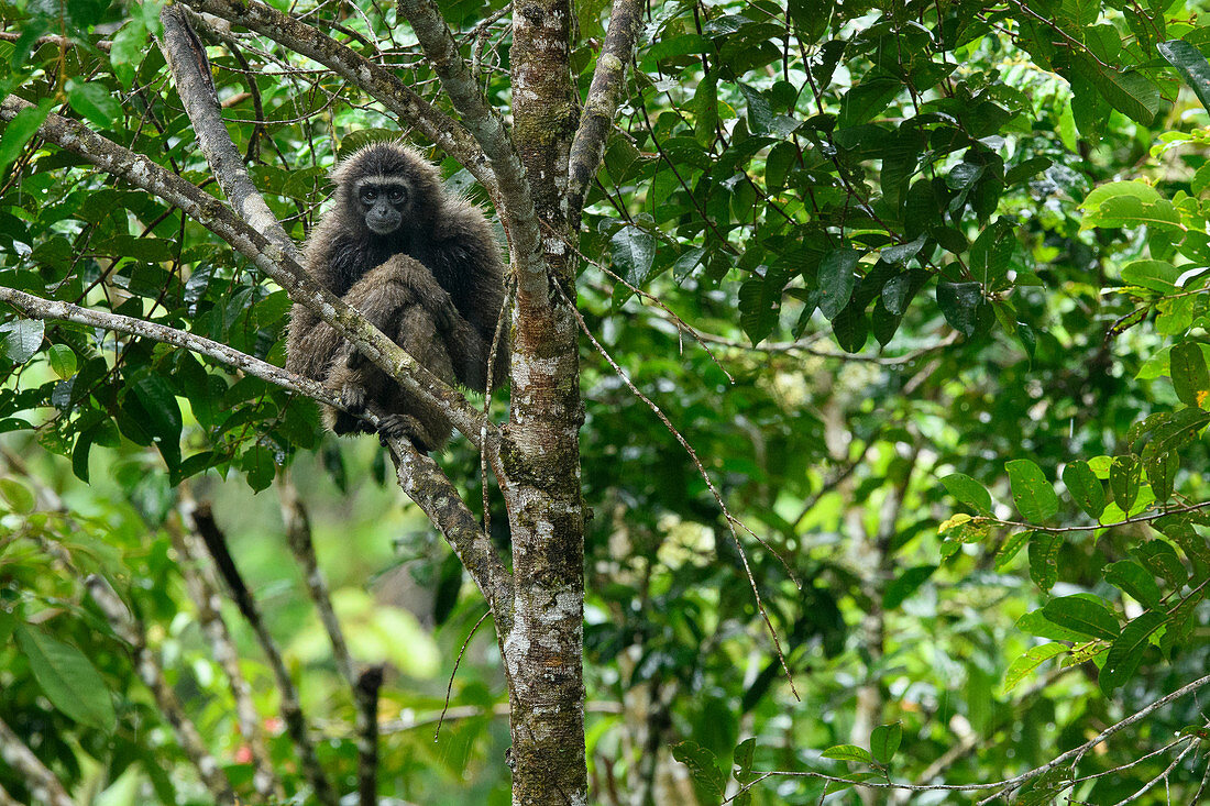 Müller-Gibbon (Hylobates Mülleri), Tawau Hills Park, Sabah, Malaysia