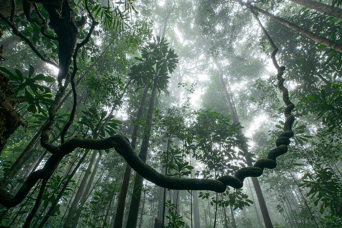 Liane im Regenwald, Tawau Hills Park, Sabah, Malaysia