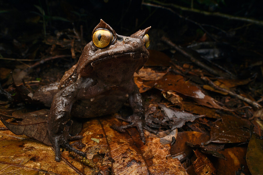 Kobayashi-Hornfrosch (Megophrys kobayashii), Nationalpark Kinabalu, Sabah, Malaysia