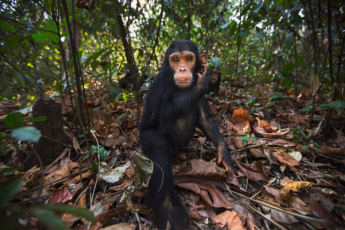 Ostafrikanische Schimpanse (Pan troglodytes schweinfurthii), Nationalpark Gombe, Tansania