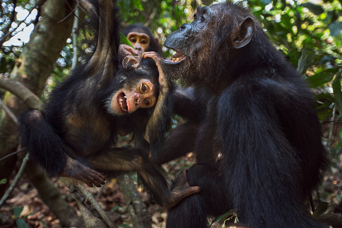 Ostafrikanische Schimpanse (Pan troglodytes schweinfurthii), Nationalpark Gombe, Tansania
