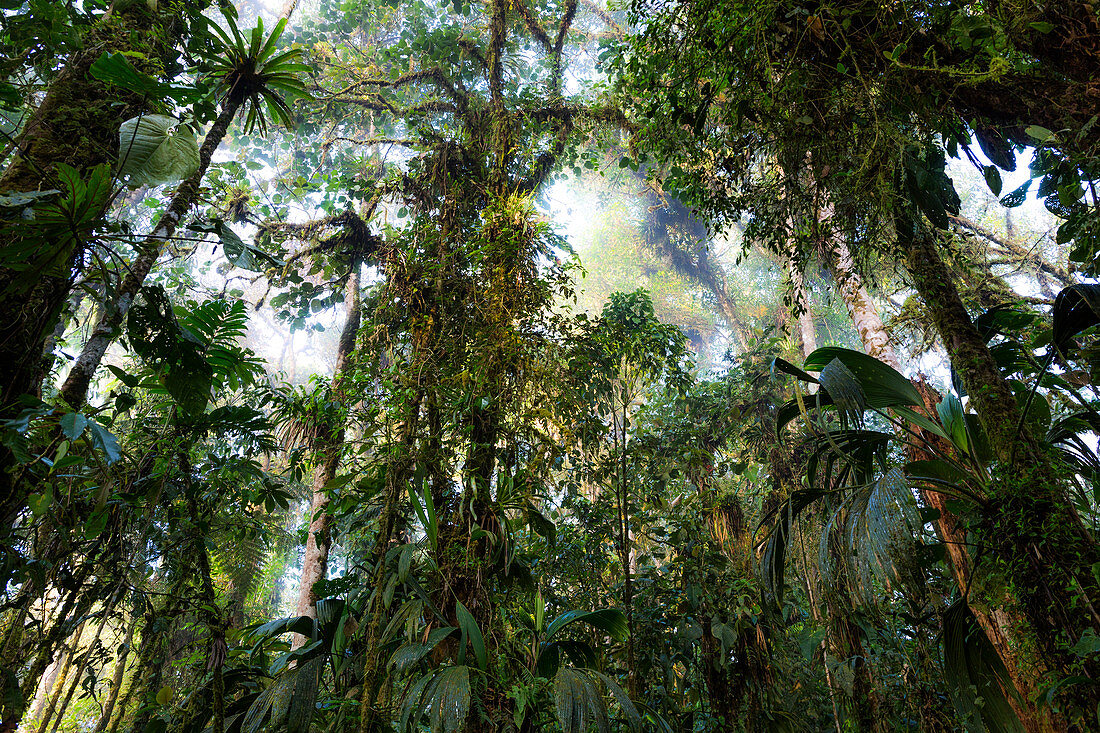 Tropischer Regenwald, Nord-Ecuador