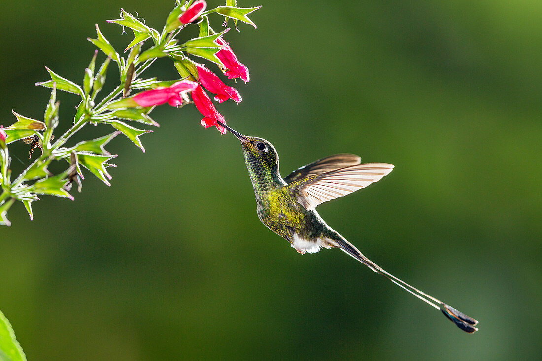 Flaggensylphe (Ocreatus underwoodii) ernährt sich von Blumennektar, Ecuador