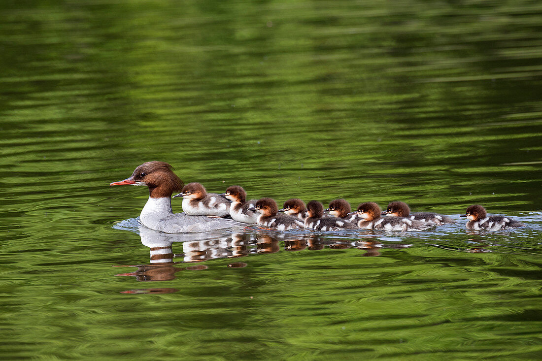 Gänsesäger (Mergus Merganser), Mutter mit Küken, Oberbayern, Deutschland