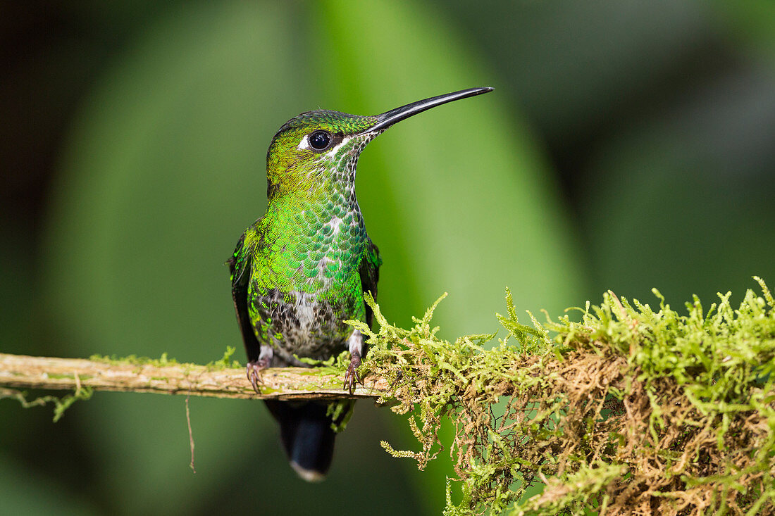 Grünstirn-Brillantkolibri (Heliodoxa jacula) weiblich, Ecuador