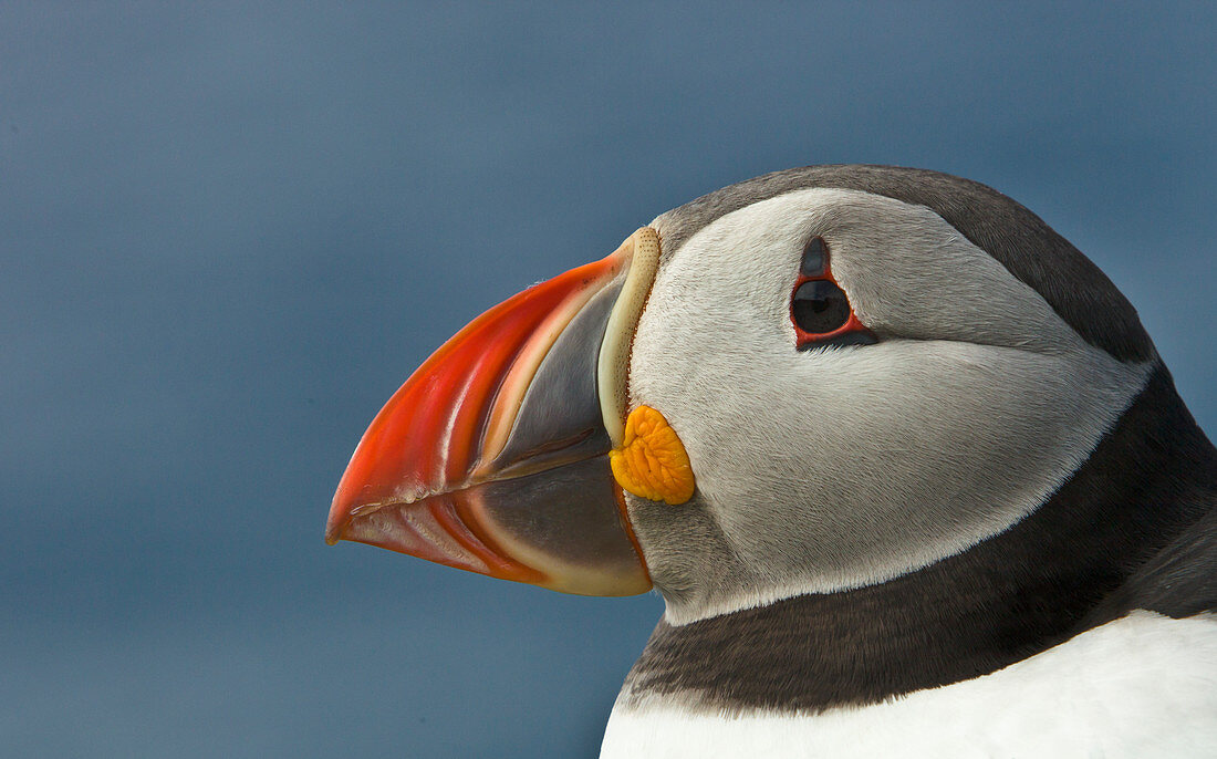 Papageitaucher (Fratercula arctica), Latrabjarg, Westfjorde, Island