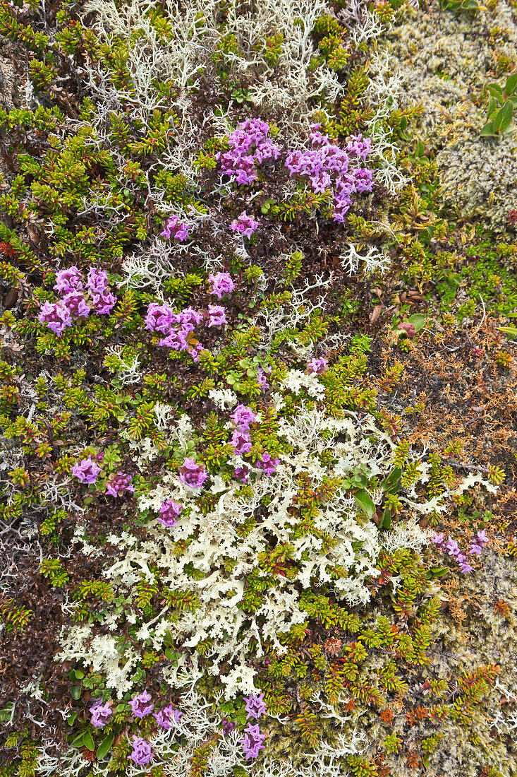 Purpurroter Steinbrech (Saxifraga oppositifolia) und Echte Rentierflechte (Cladonia Rangiferina) in der Tundra, Langanes-Halbinsel, Island