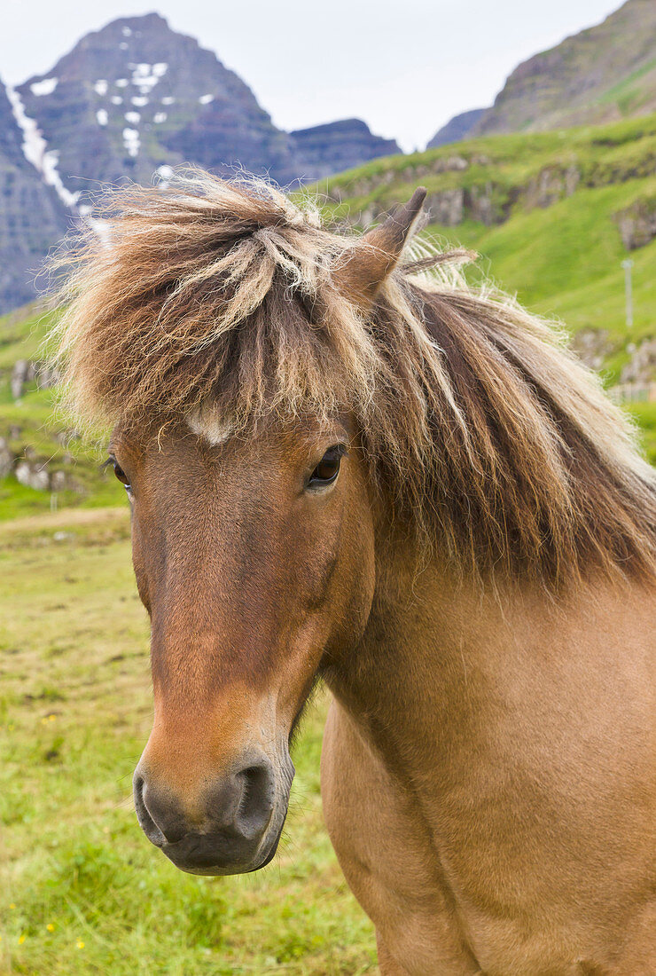 Islandpferd (Equus caballus), Mjoifjordur, Island