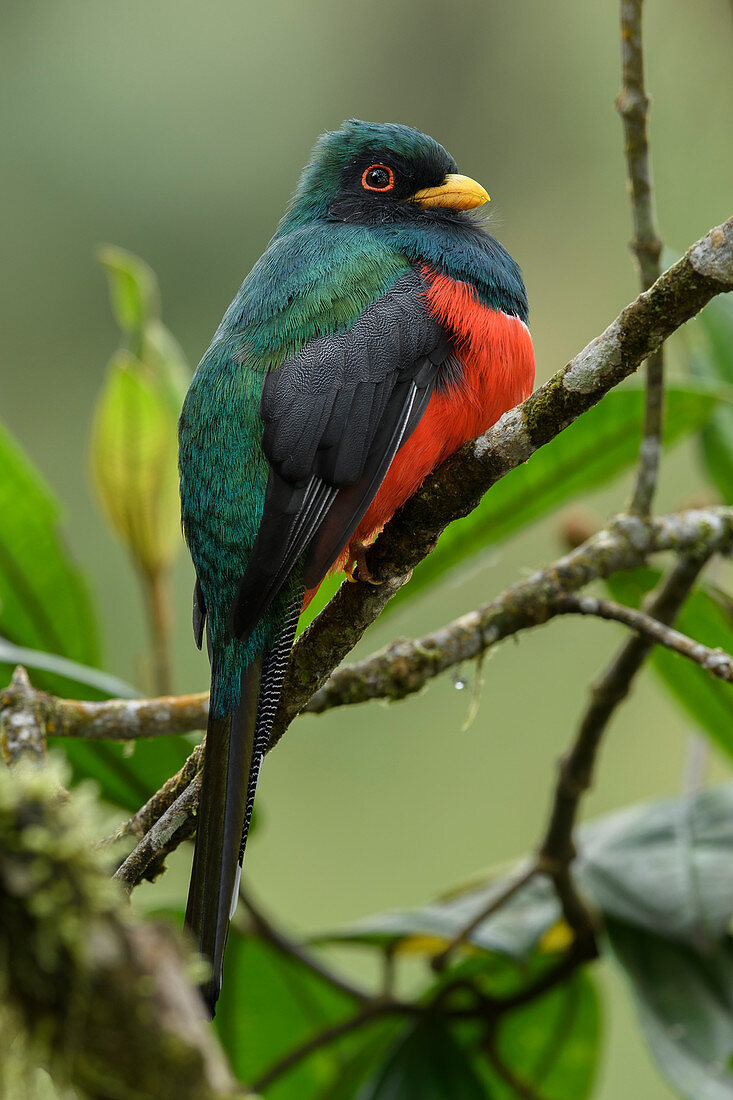 Maskentorgon (Trogon personatus), männlich, Mindo, Pichincha, Ecuador
