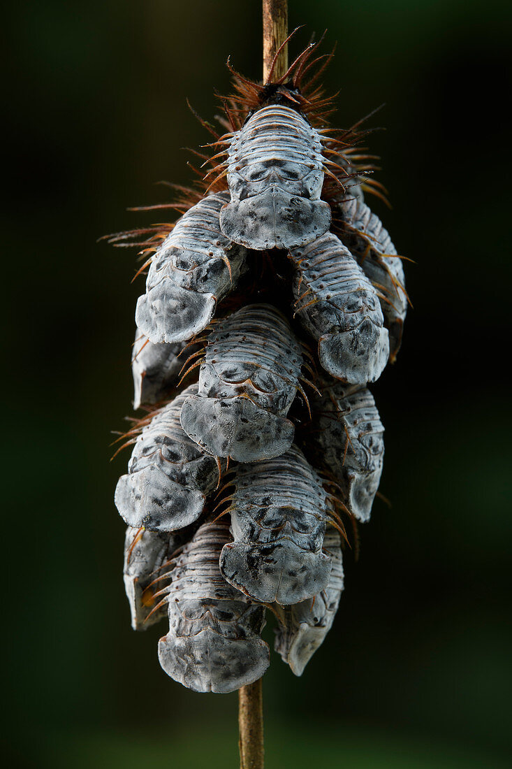 Puppen des Blattkäfers (Chrysomelidae), Sumaco Napo-Galeras Nationalpark, Napo, Ecuador