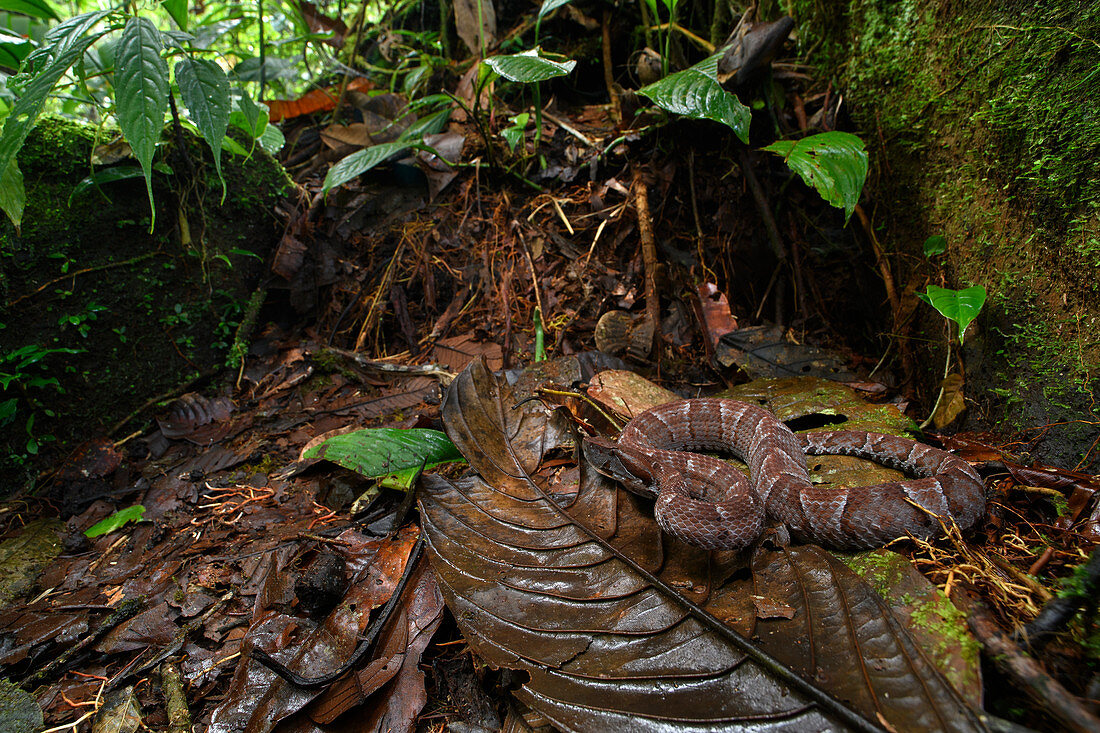 Ecuadorianische Krötenotter (Bothrocophias campbelli) im Regenwald, Mashpi Amagusa Reserve, Pichincha, Ecuador
