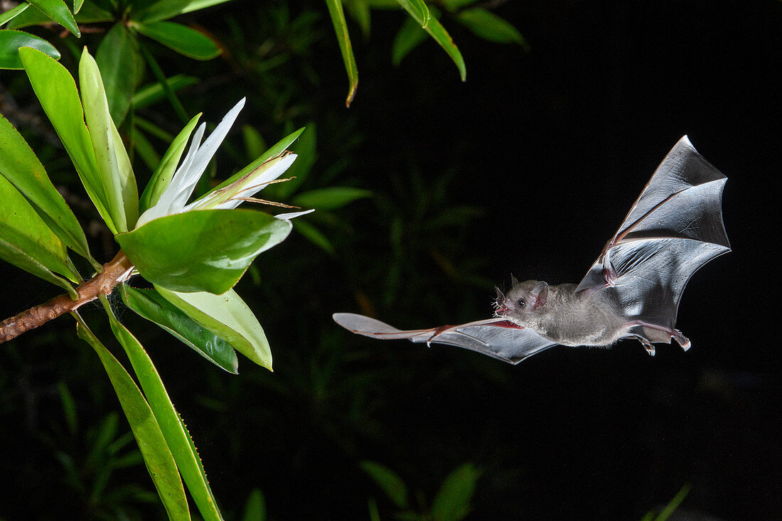 Pallas Langzungenfledermaus (Glossophaga soricina), nähert sich der Teemangrove (Pelliciera rhizophorae) Blume bei Nacht, Utria Nationalpark, Kolumbien