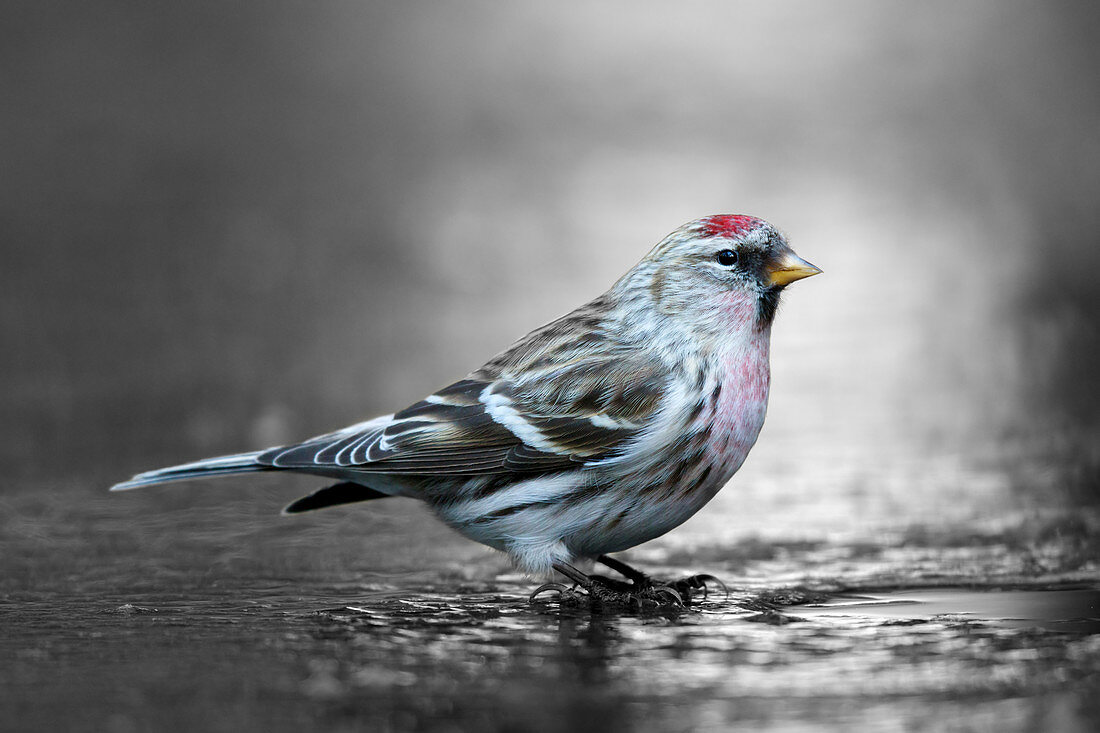 Gemeiner Redpoll (Carduelis flammea) am Loch im Eis zum Trinken, Niederlande