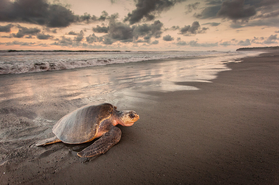 Olive Ridley Meeresschildkröte (Lepidochelys olivacea), weiblich, kommt zum Eierlegen ans Land, Ostional Beach, Costa Rica