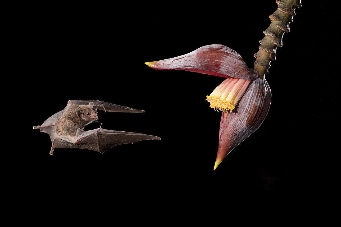 Pallas' Langzungenfledermaus (Glossophaga soricina) ernährt sich nachts von Blumennektar, Costa Rica