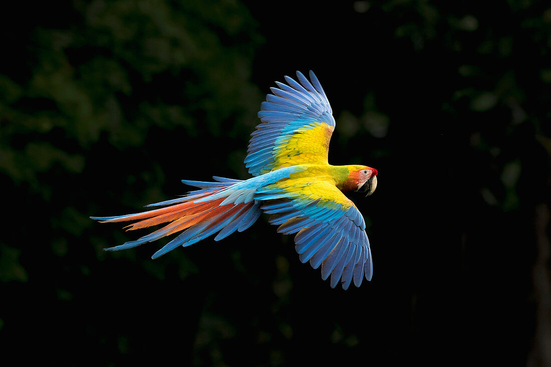 Scharlachroter Ara (Ara macao) und Großer Grüner Ara (Ara ambigua) Hybridflug, Costa Rica