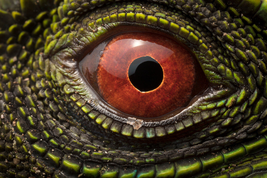 O'Shaughnessy's Zwerg Leguan (Enyalioides oshaughnessyi) Auge, Ecuador