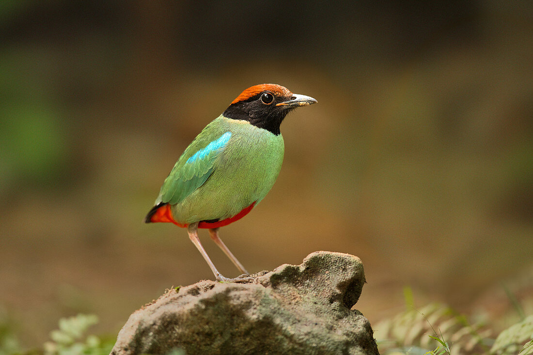 Kappenpitta (Pitta sordida), Sengkang, Singapur