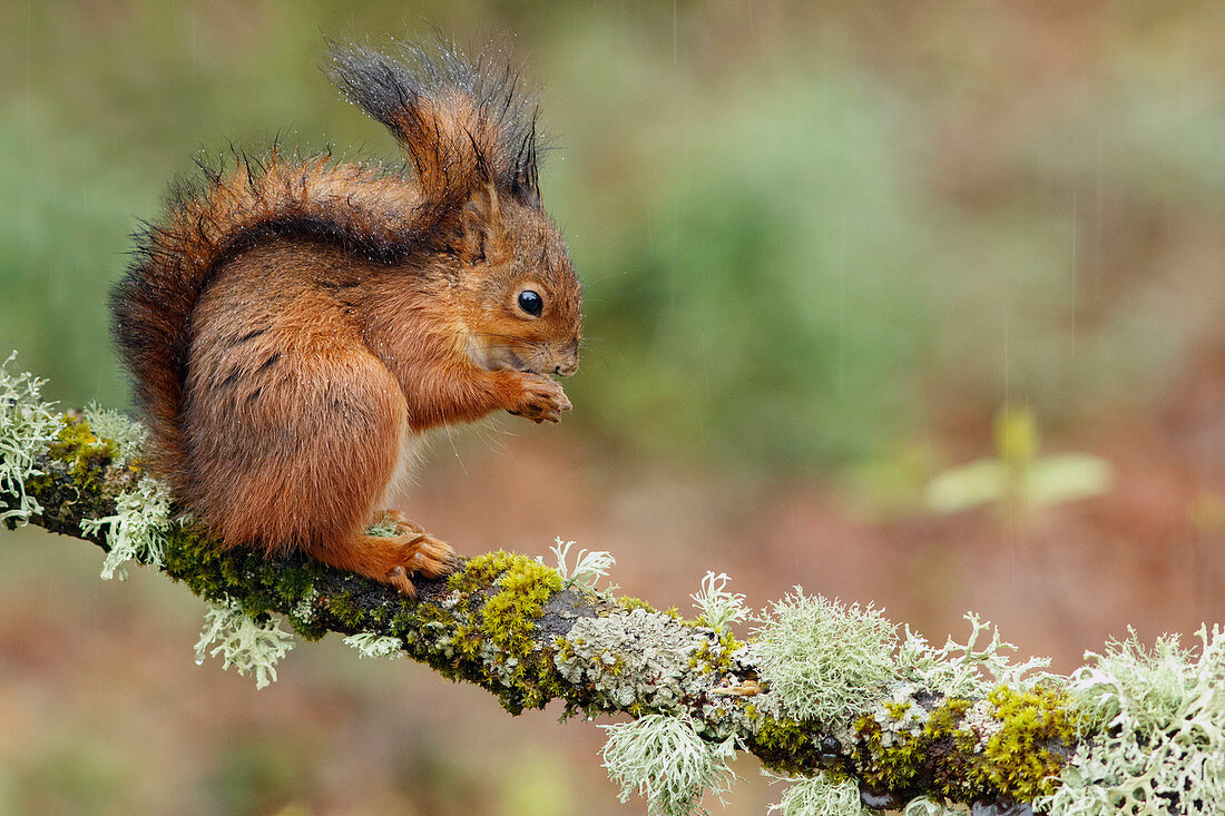 Eurasisches Rotes Eichhörnchen (Sciurus vulgaris) beim Fressen, Asturien, Spanien