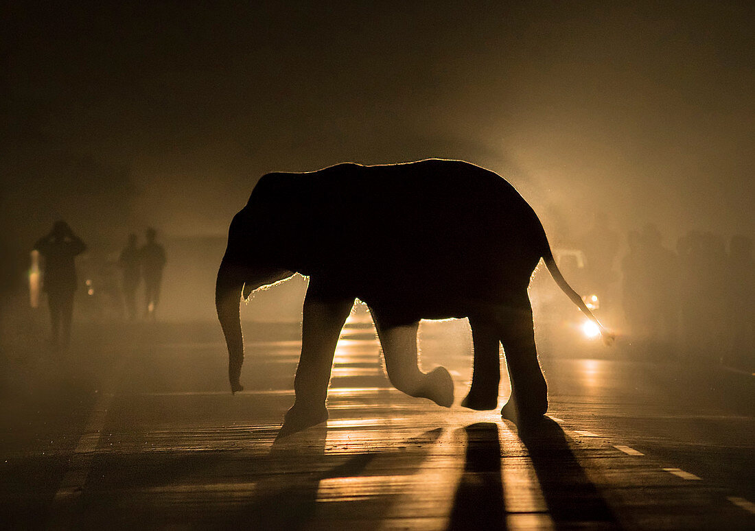 Asiatischer Elefant (Elephas maximus), Jungtier, Überquerung der Straße bei Nacht im Scheinwerferlicht eines Autos, Westbengalen, Indien