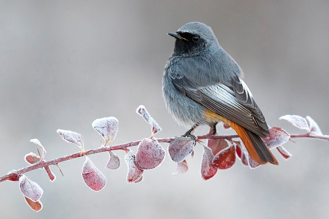 Hausrotschwanz (Phoenicurus ochruros), männlich, im Winter, Italien