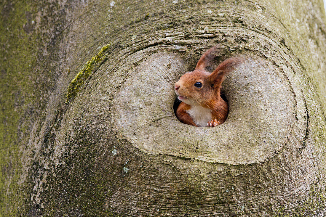 Eurasisches Eichhörnchen (Sciurus gemein) im Baumhöhle, die Niederlande