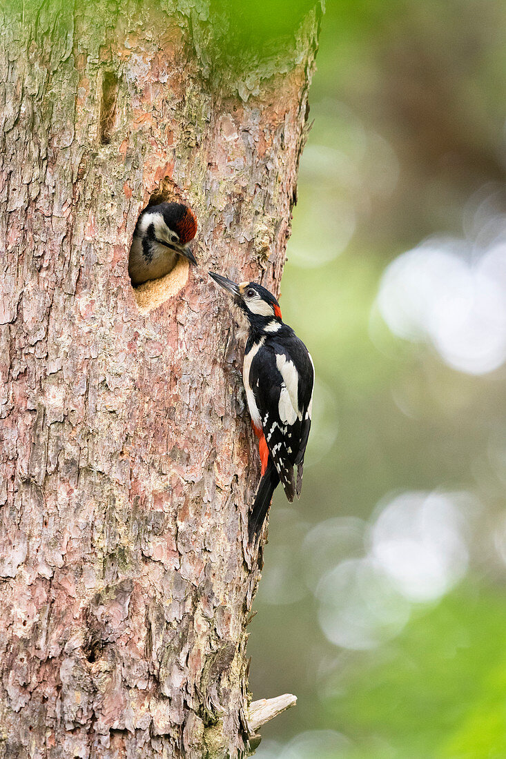 Buntspecht (Dendrocopos Major) Vater füttert Küken in der Nisthöhle, Niederlande