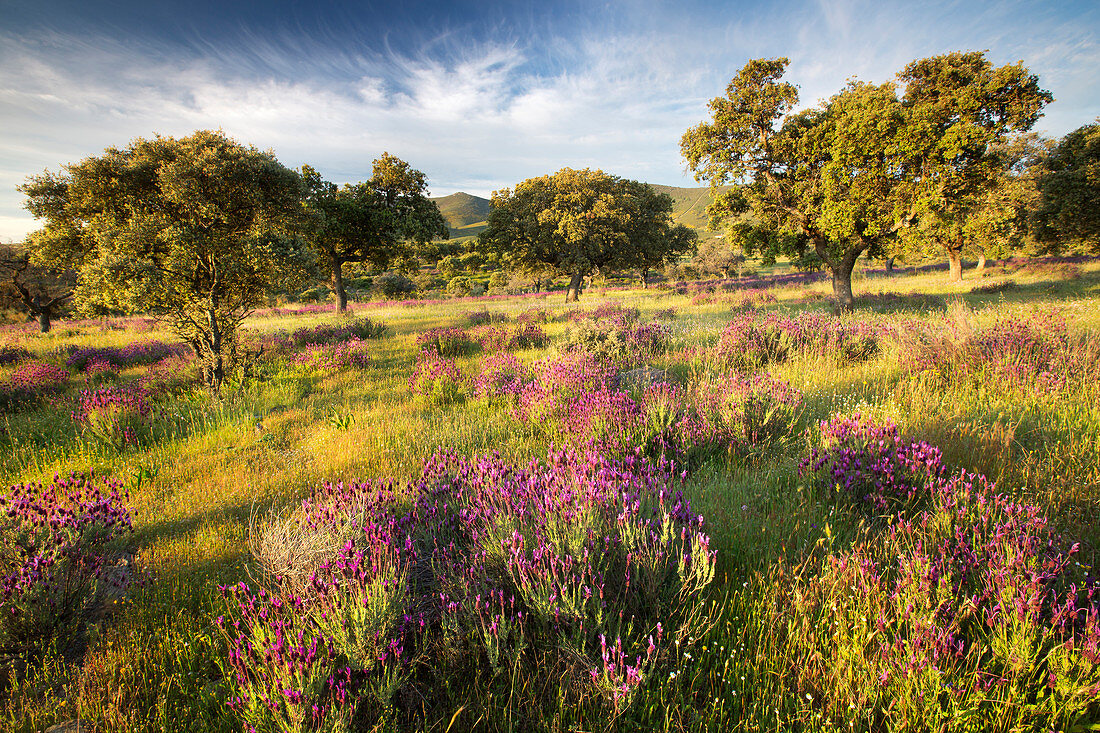 Blühender französischer Lavendel (Lavandula stoechas), Spanien