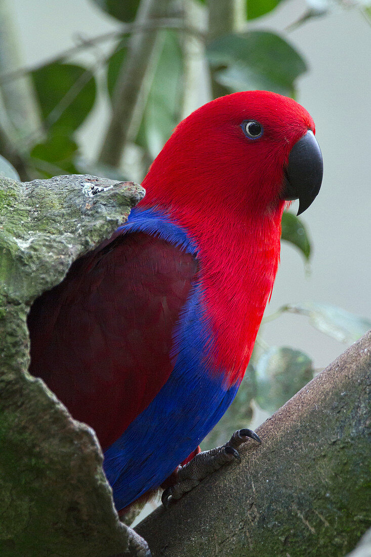 Edelpapagei (Eclectus roratus) männlich, am Nest, Australien