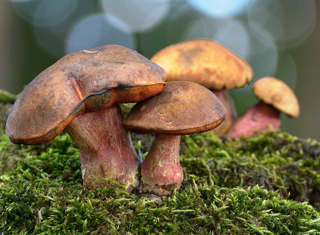 Flockenstieliger Hexen-Röhrling (Boletus luridiformis), Niederlande