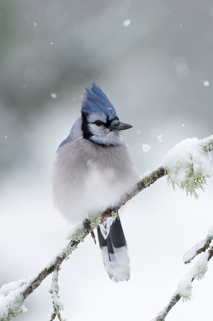 Blauhäher (Cyanocitta cristata) in den Schneefällen, Kanada