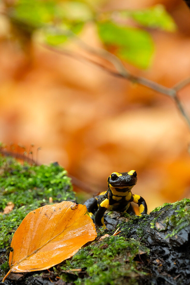 Feuersalamander (Salamandra Salamandra) im Herbst, Deutschland
