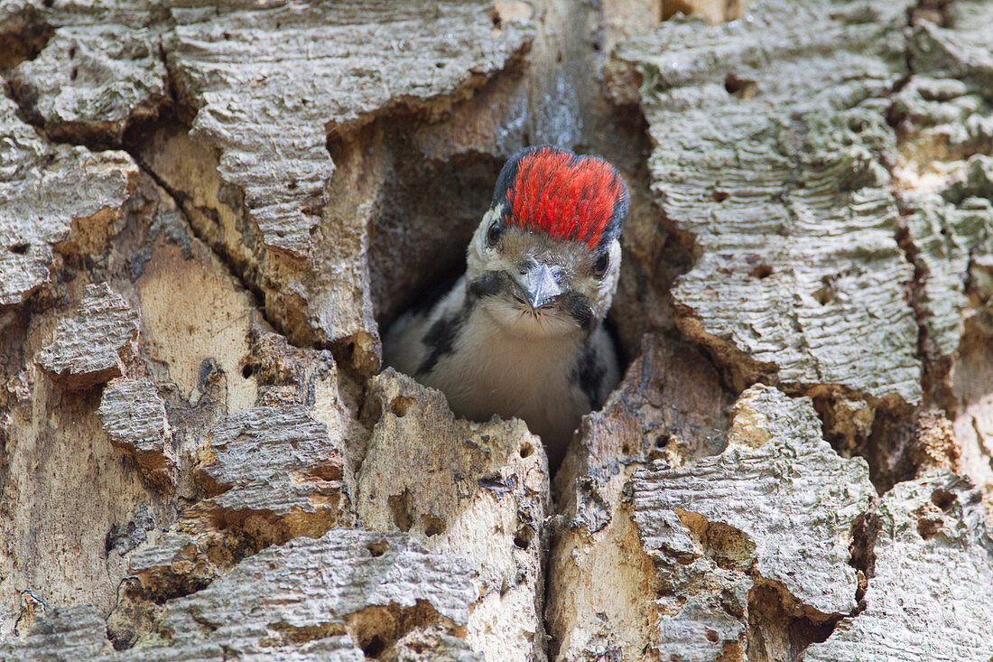 Küken des Buntspechts (Dendrocopos Major) im Nesthohlraum, Niederlande