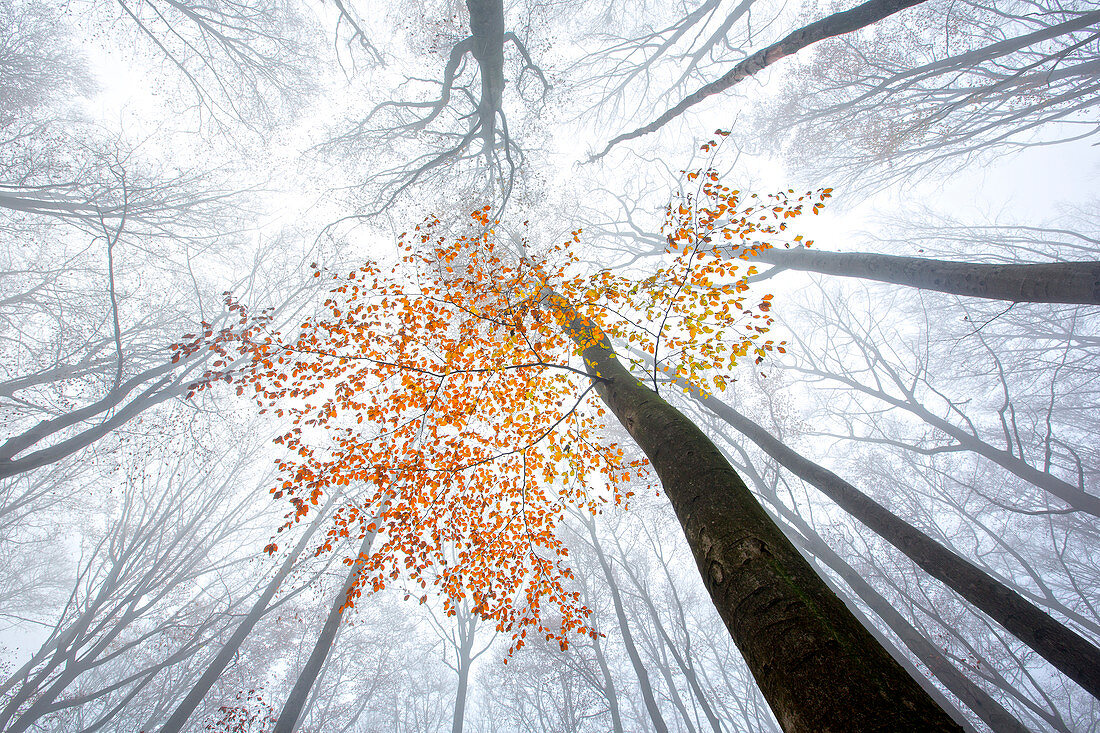 Europäischer Buchenwald (Fagus sylvatica) im Nebel, Belgien