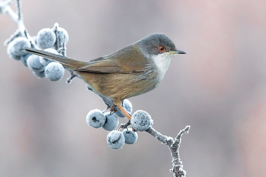 Samtkopf-Grasmücke (Sylvia melanocephala), Weibchen im Winter, Italien