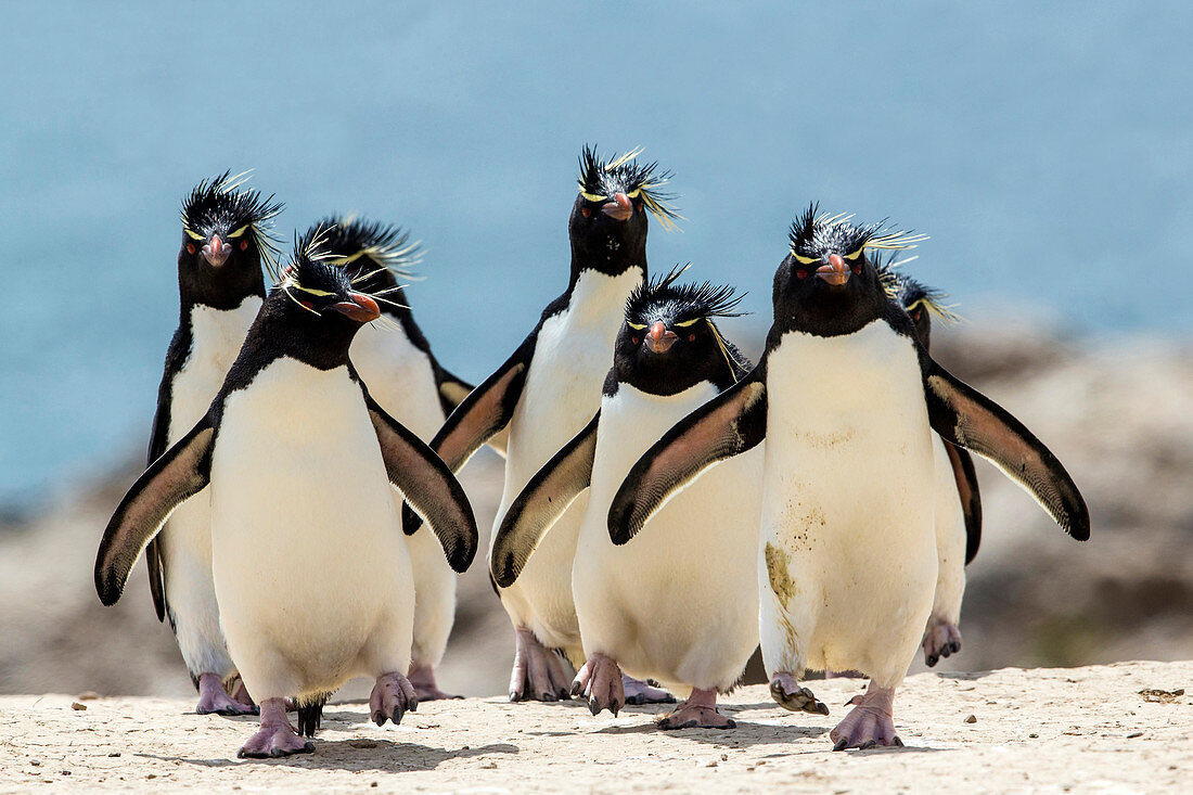 Felsenpinguine (Eudyptes Chrysocome), Falkland Islands