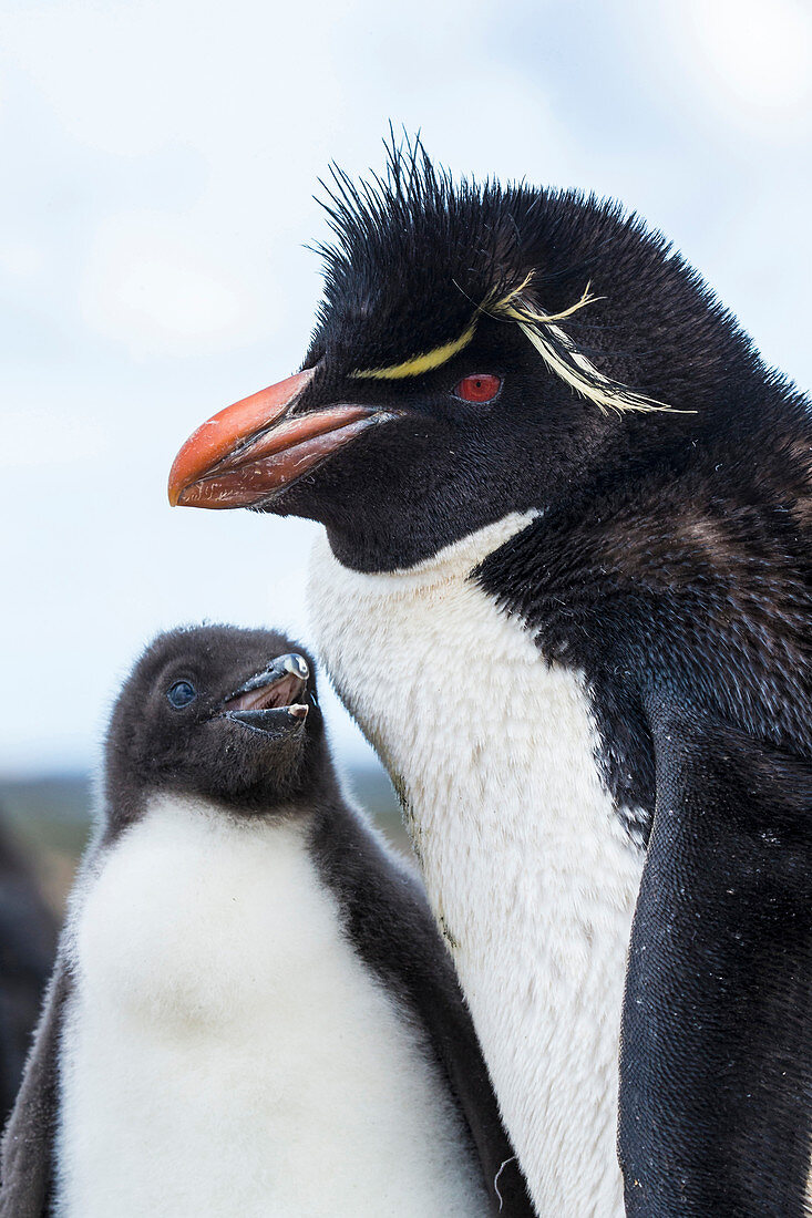 Rockhopper-Pinguin Familie (Eudyptes chrysocome) Elternteil mit Küken, Falkland Islands