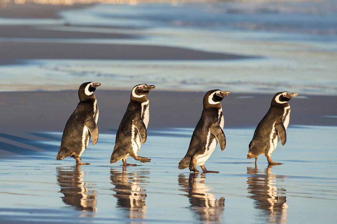 Magellan-Pinguine (Spheniscus magellanicus) am Strand, Falkland Islands