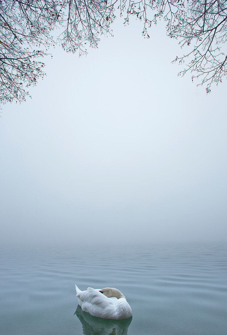 Höckerschwan (Cygnus olor) stehend auf nebelbedecktem See, Slowenien