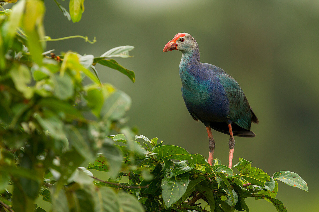 Purpurhuhn (Porphyrio poliocephalus) Weibchen, Diyasaru Park, Colombo, Sri Lanka