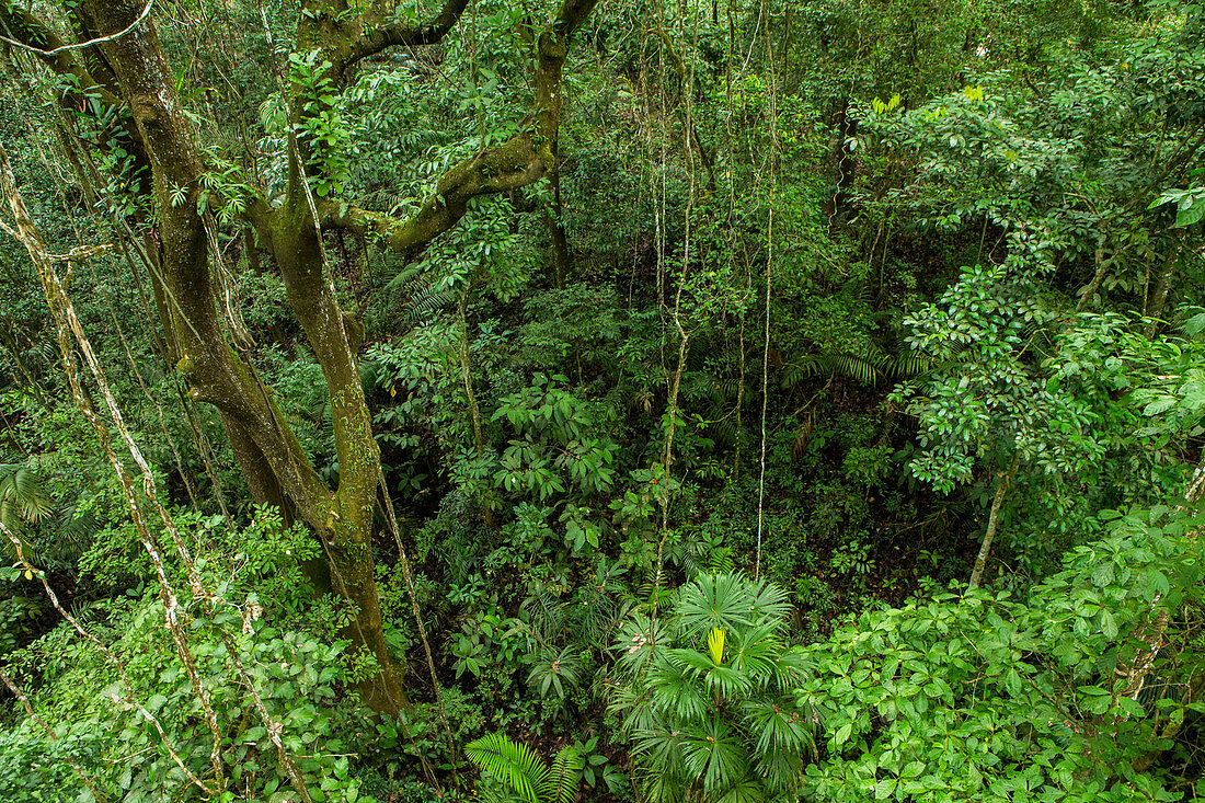 Teilweise laubwechselnder tropischer feuchter Regenwald, Panama Rainforest Discovery Center, Gamboa, Panama