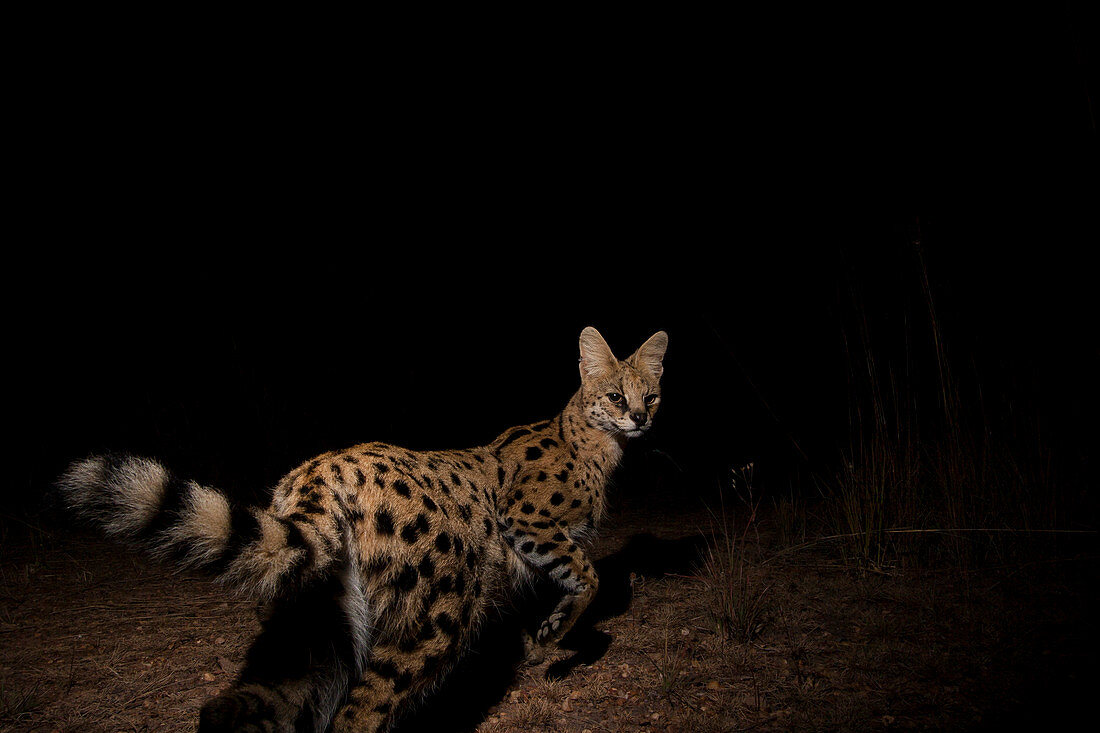 Serval (Leptailurus Serval) in der Nacht, Kafue Nationalpark, Sambia