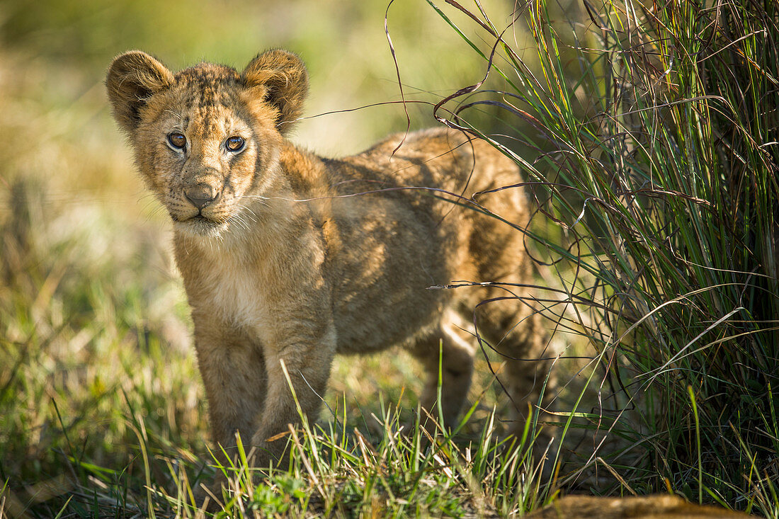 Afrikanischer Löwe (Panthera Löwe), Jungtier, vier monatig, Kafue Nationalpark, Sambia