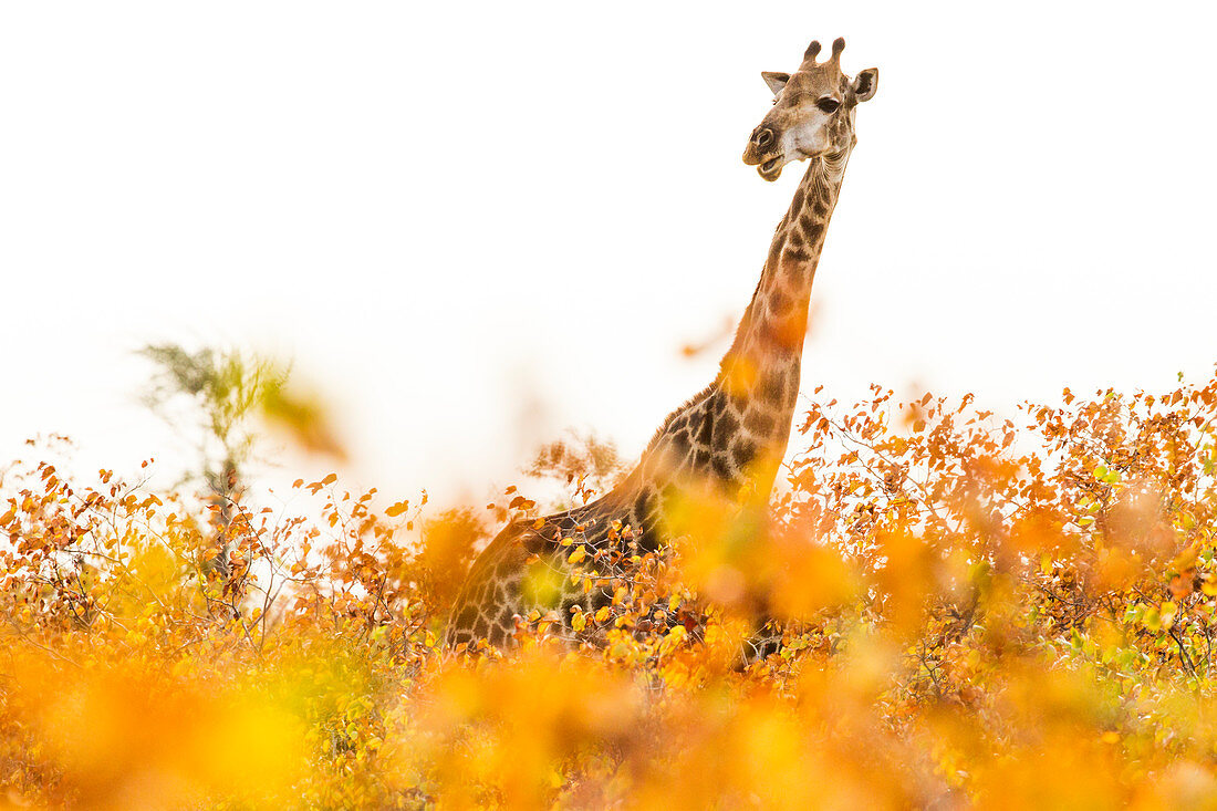Südafrikanische Giraffe (Giraffa giraffa giraffa) weiblich im Mopane (Colophospermum mopane) Wald, Krüger Nationalpark, Südafrika