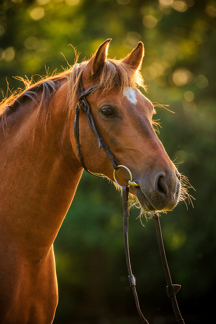 Andalusisches Pferd (Equus caballus) mit Zaumzeug, Niederlande