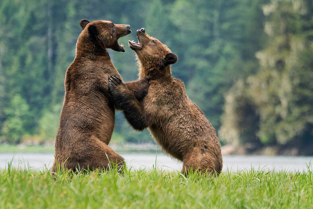 Grizzly Bear (Ursus arctos horribilis) Paarkämpfe, Khutzeymateen Grizzly Bear Sanctuary, British Columbia, Kanada