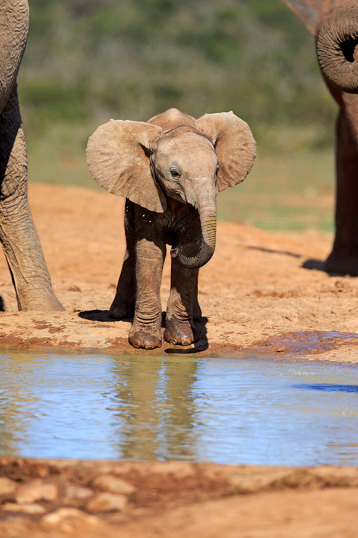 Afrikanischer Elefant (Loxodonta africana) Kalb trinkt am Wasserloch, Addo Nationalpark, Südafrika